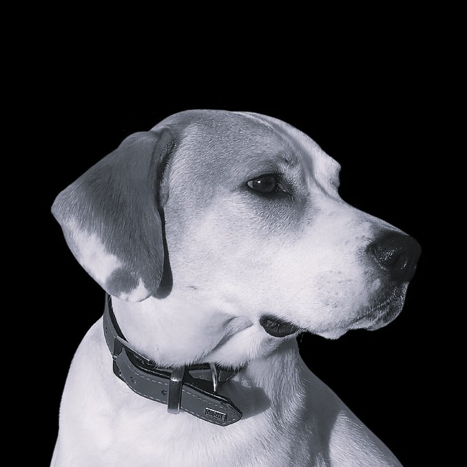 Toby Agenturfoto_edited